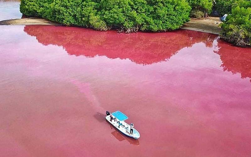 ¿Agua que brilla? Así es la increíble Laguna de Manialtepec en Oaxaca