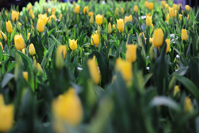 Atlixco florece con tulipanes: tradición, tecnología y motor económico de temporada
