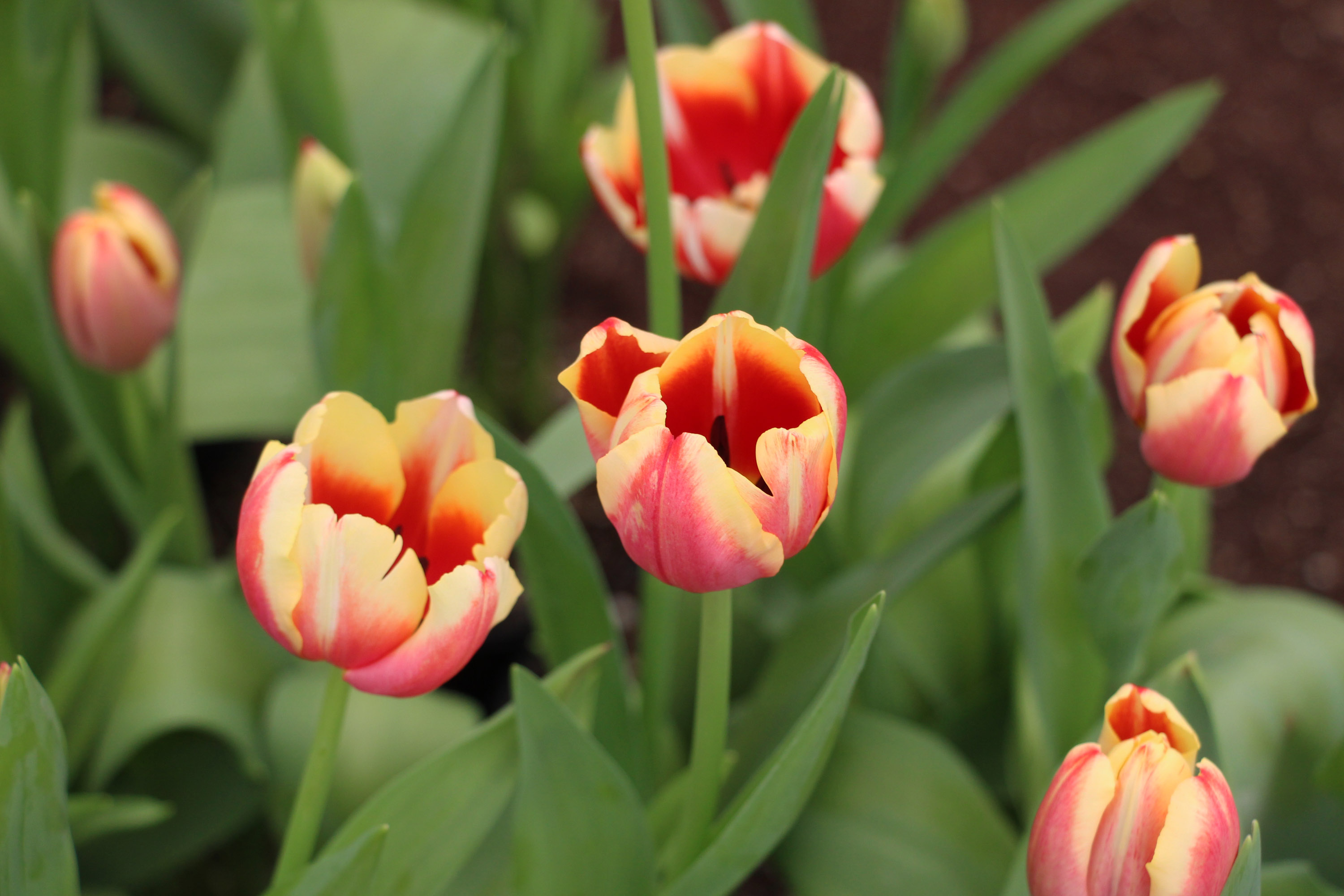 Tulipanes