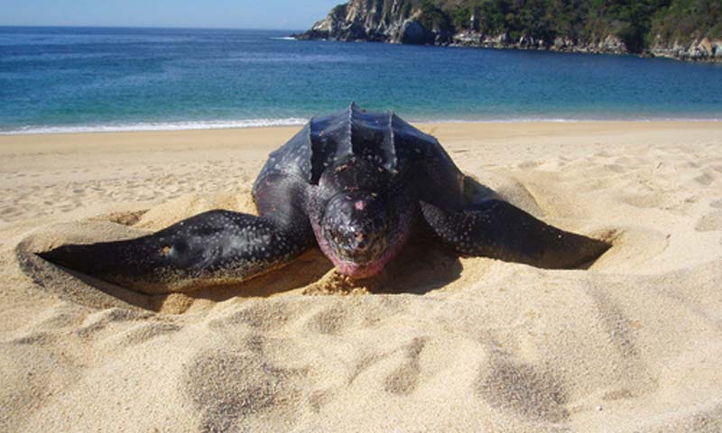 Bahías de Huatulco: el paraíso escondido de Oaxaca que tienes que visitar