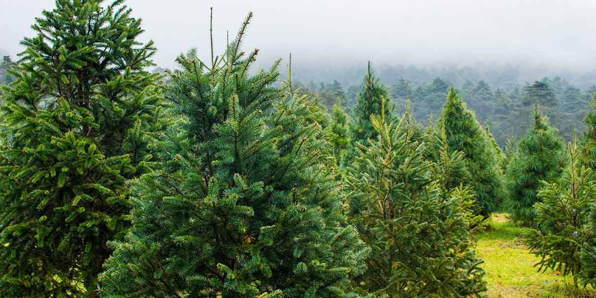 Bosque de los Árboles de Navidad