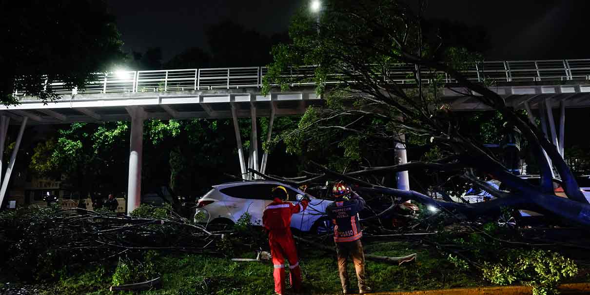Cae árbol en bulevar Hermanos Serdán