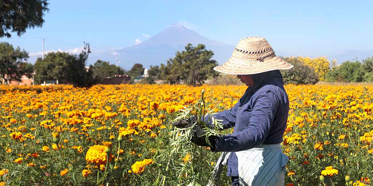 Flores de Atlixco 