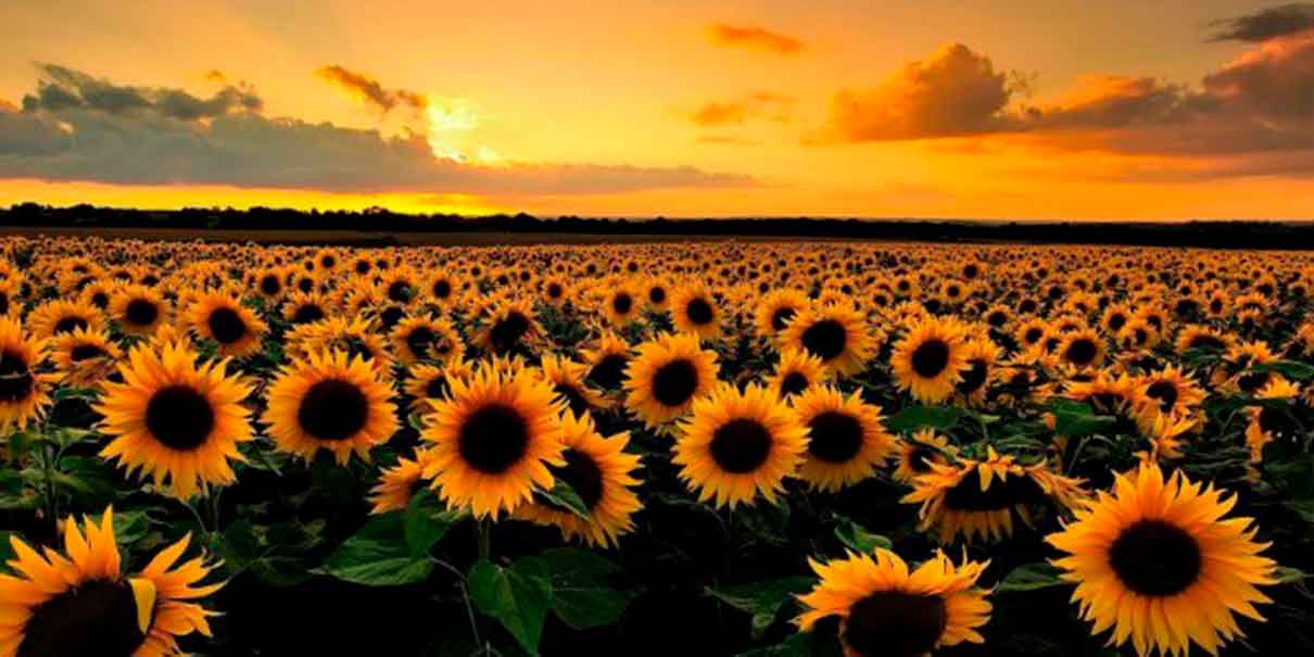 Campos de girasoles