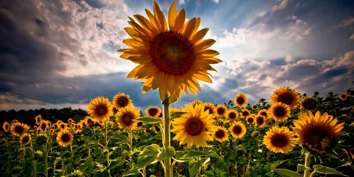 Campos de girasoles