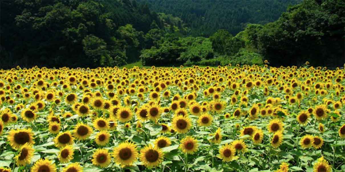 Campos de girasoles