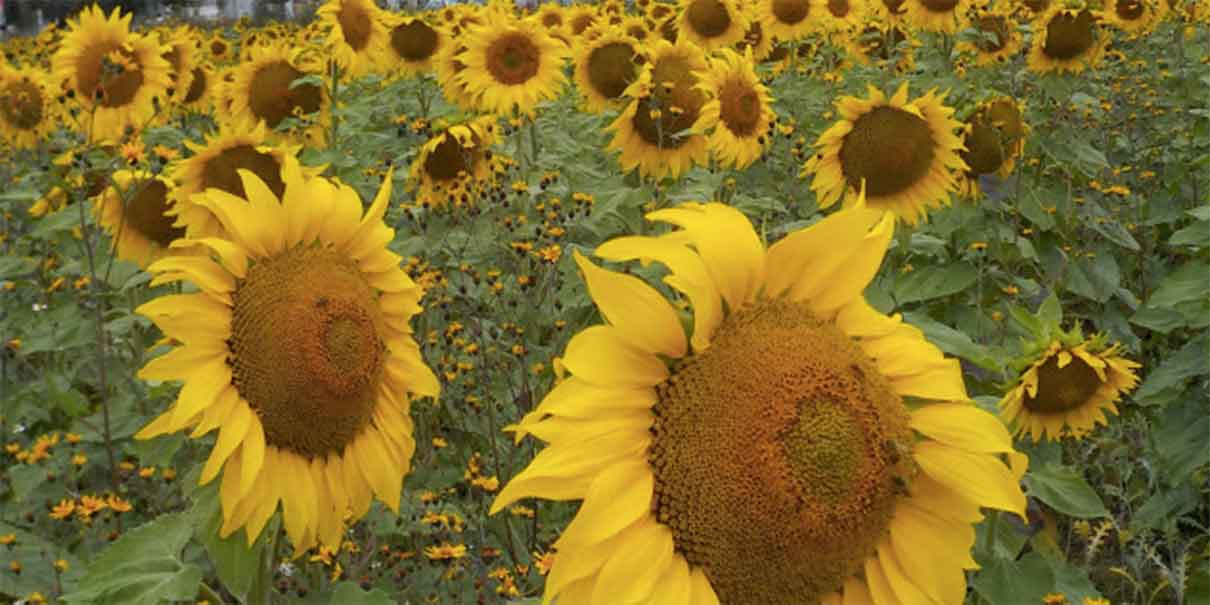 Campos de girasoles