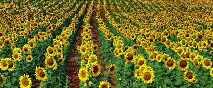 Campos de girasoles