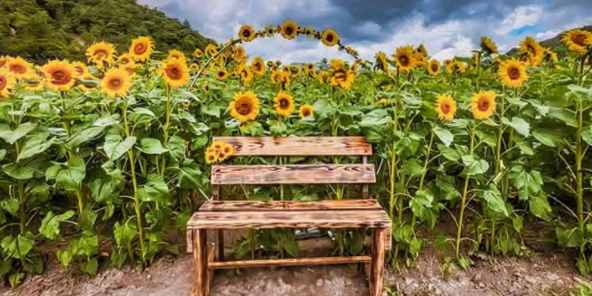Campos de girasoles