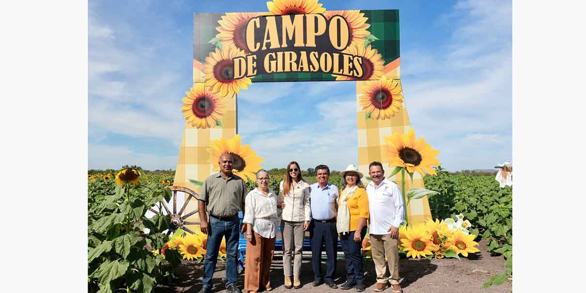 Campos de girasoles