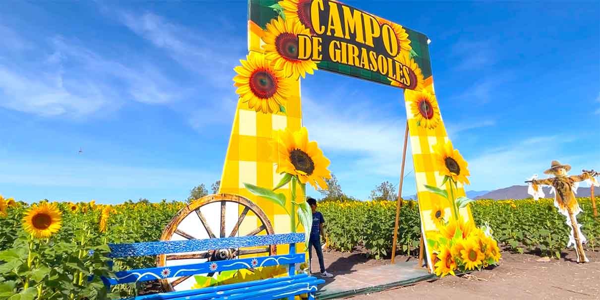 Campos de girasoles