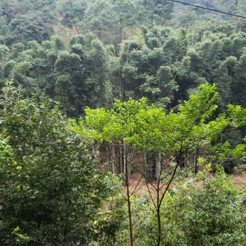 Cascada Las Brisas, Puebla: descubre este rincón escondido lleno de belleza