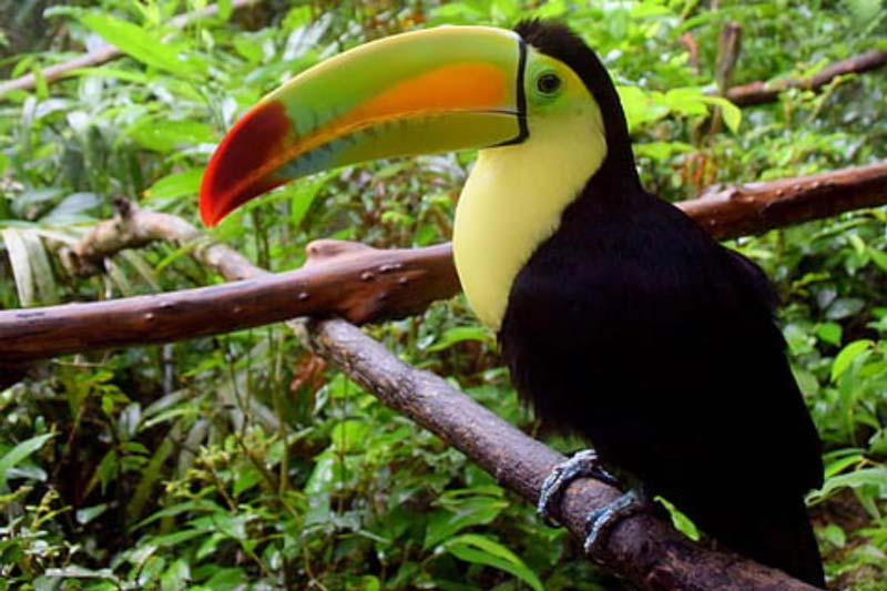 Cascadas Roberto Barrios, Chiapas: la joya escondida de la selva que conquista con sus aguas cristalinas