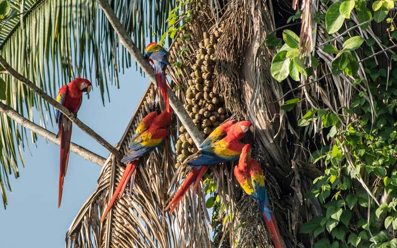Centro Ecoturístico Las Guacamayas, Chiapas: un viaje al corazón de la Selva Lacandona donde vuelan las guacamayas rojas