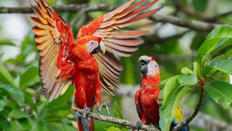 Centro Ecoturístico Las Guacamayas, Chiapas: un viaje al corazón de la Selva Lacandona donde vuelan las guacamayas rojas