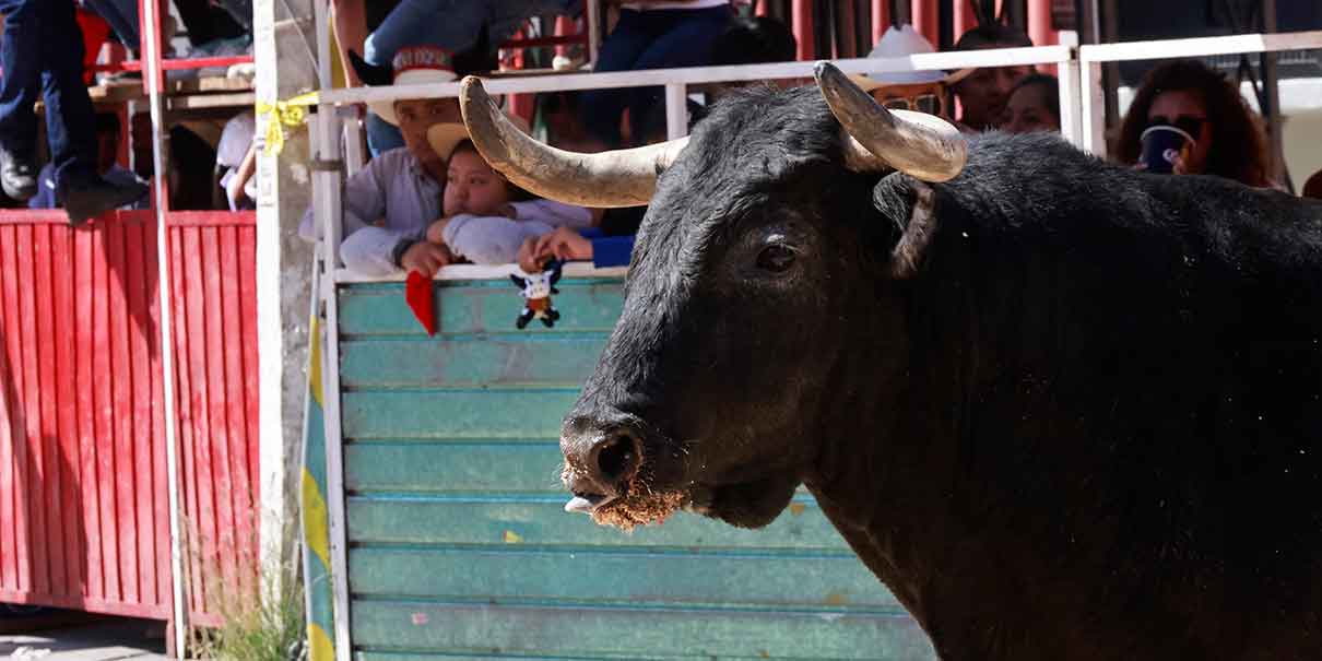 toro