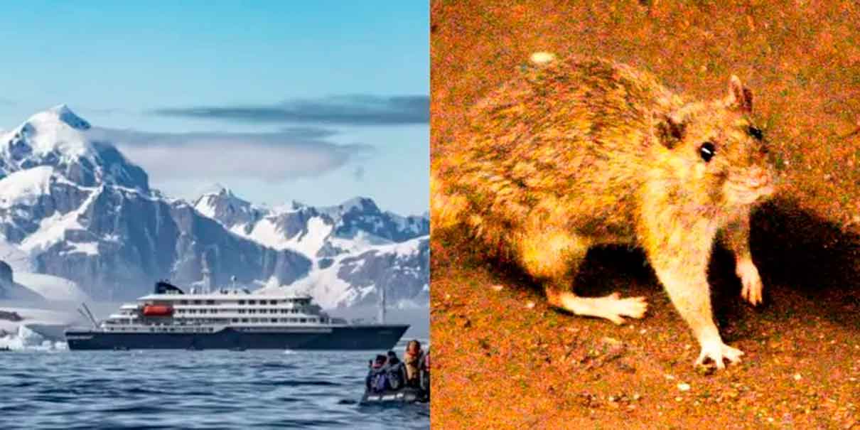 crucero