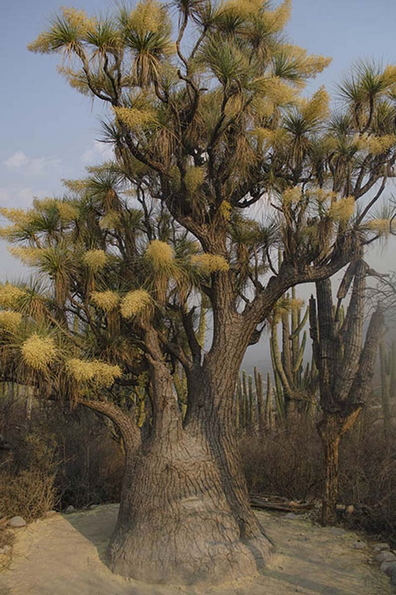 Descubre el Jardín Botánico Helia Bravo Hollis, joya natural de Zapotitlán Salinas, Puebla