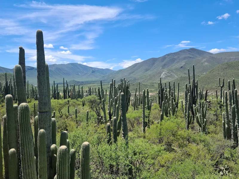 Descubre el Jardín Botánico Helia Bravo Hollis, joya natural de Zapotitlán Salinas, Puebla