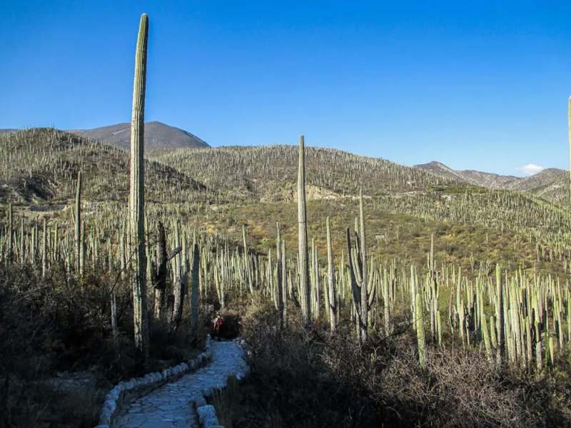 Descubre el Jardín Botánico Helia Bravo Hollis, joya natural de Zapotitlán Salinas, Puebla