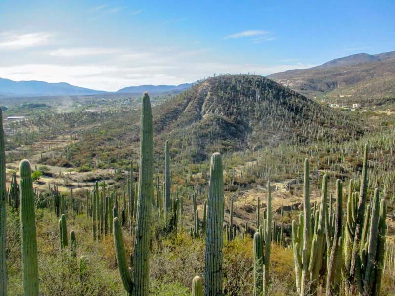 Descubre el Jardín Botánico Helia Bravo Hollis, joya natural de Zapotitlán Salinas, Puebla