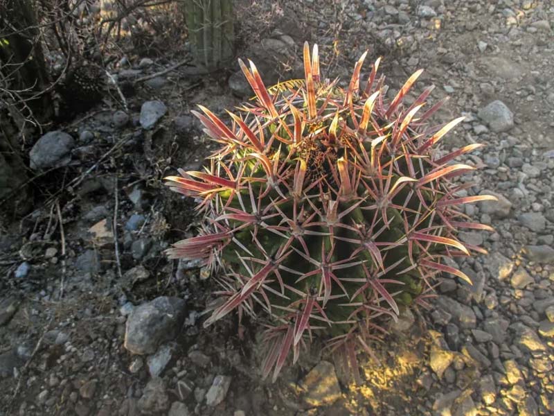 Descubre el Jardín Botánico Helia Bravo Hollis, joya natural de Zapotitlán Salinas, Puebla
