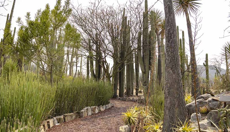 Descubre el Jardín Botánico Helia Bravo Hollis, joya natural de Zapotitlán Salinas, Puebla