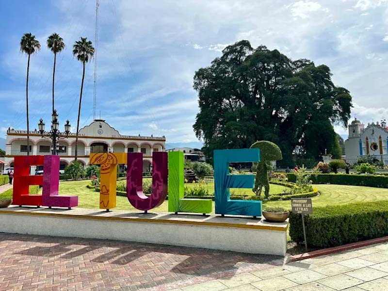 Descubre en Oaxaca el Árbol del Tule, uno de los árboles más antiguos del planeta