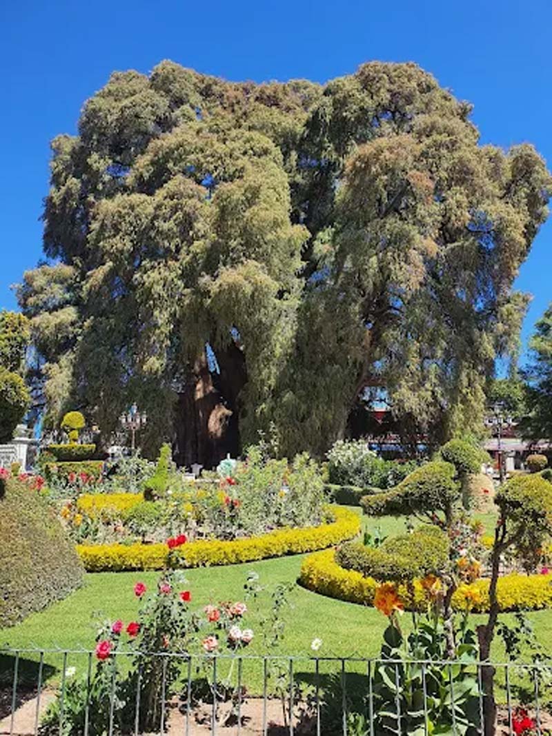 Descubre en Oaxaca el Árbol del Tule, uno de los árboles más antiguos del planeta