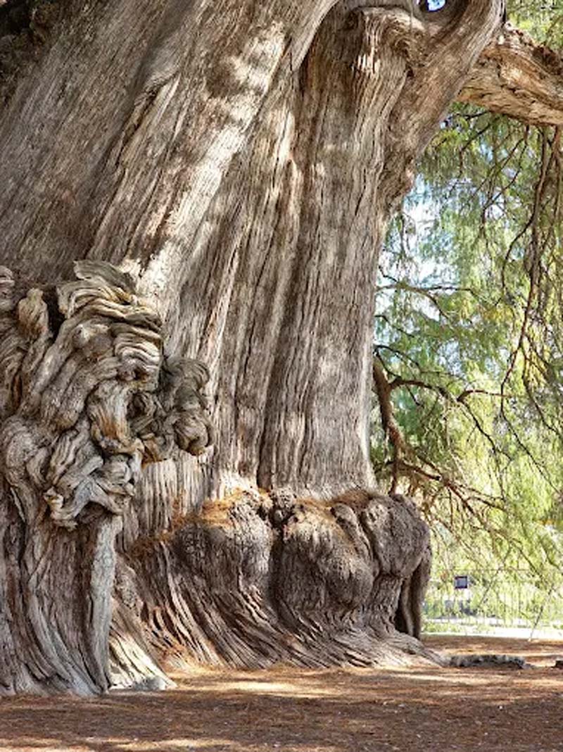 Descubre en Oaxaca el Árbol del Tule, uno de los árboles más antiguos del planeta