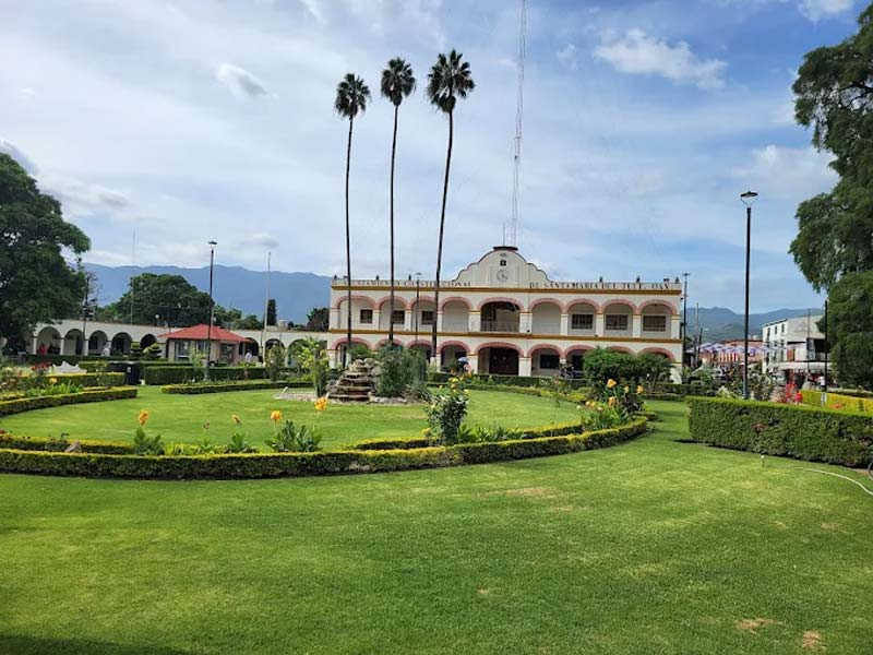 Descubre en Oaxaca el Árbol del Tule, uno de los árboles más antiguos del planeta