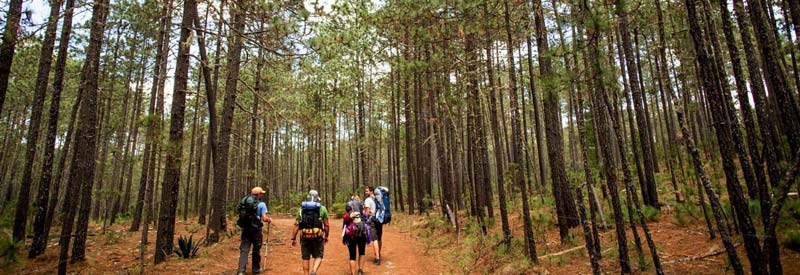 Descubre San Juan Atepec, el paraíso de niebla y bosque en Oaxaca