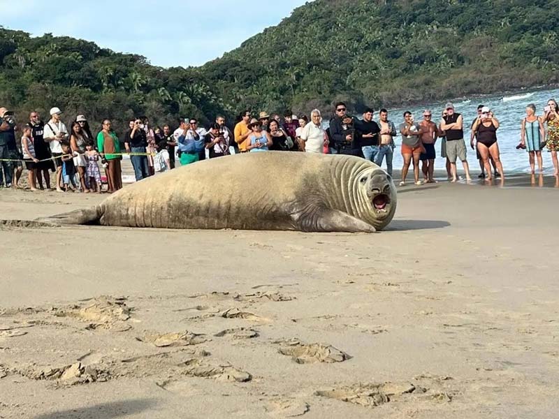 Avistan elefante marino descansando en costas de Nayarit