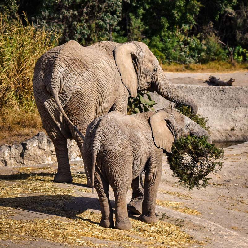 Gobierno de Pepe Chedraui y Africam Safari logran meta ambiental con Verde Navidad
