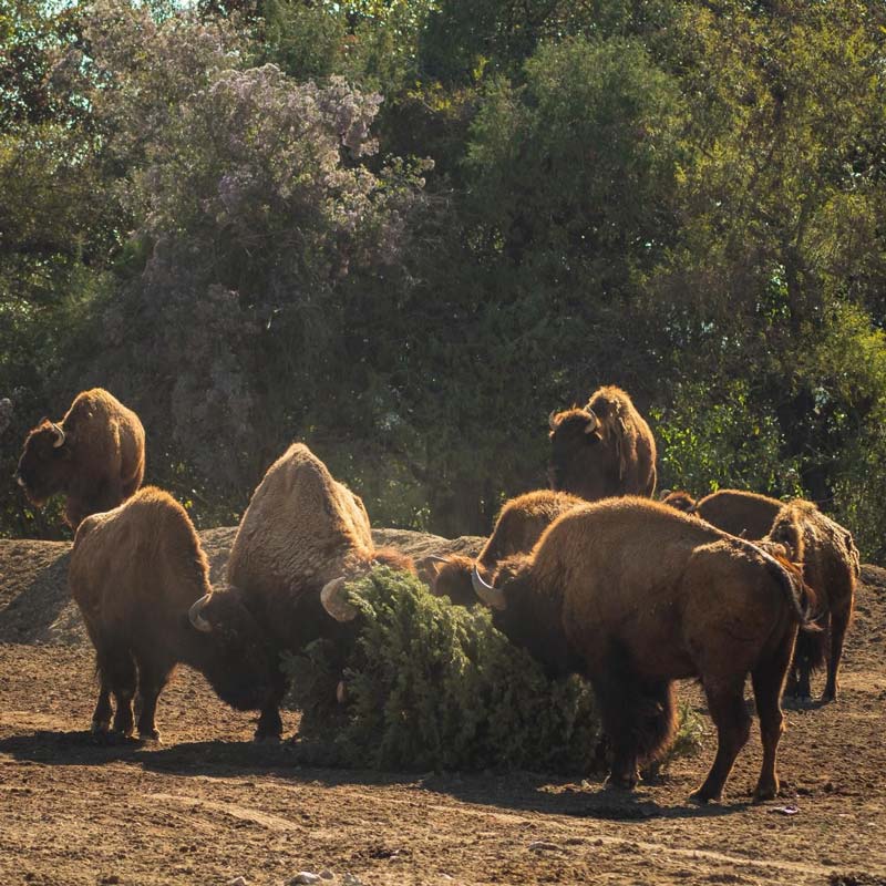 Gobierno de Pepe Chedraui y Africam Safari logran meta ambiental con Verde Navidad