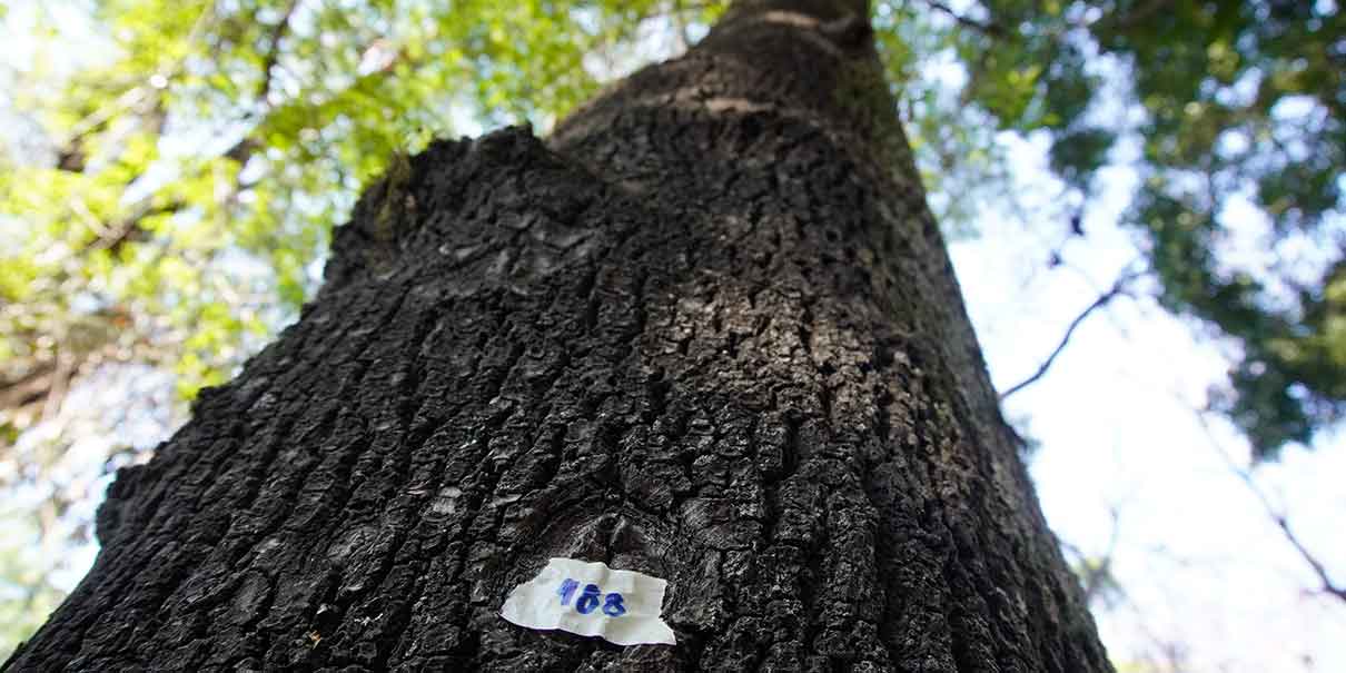 árbol
