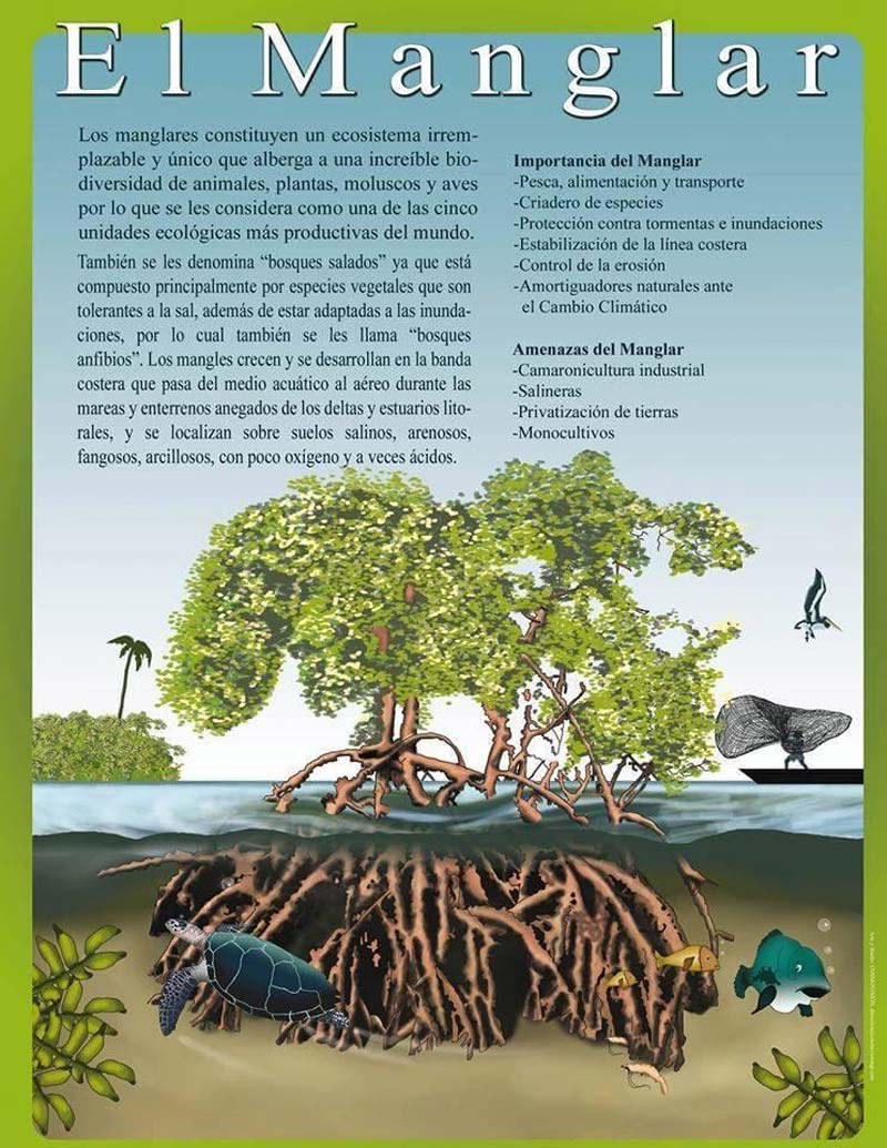 La Ventanilla Oaxaca: manglares, cocodrilos y ecoturismo en un destino único