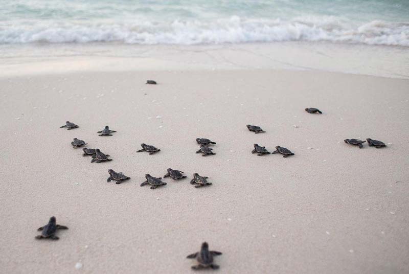 La Ventanilla Oaxaca: manglares, cocodrilos y ecoturismo en un destino único