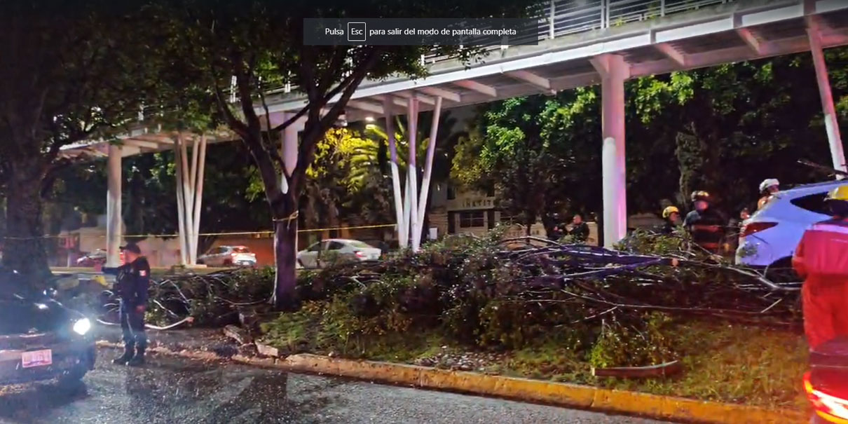 Lluvia derribó árbol en el bulevar Hermanos Serdán