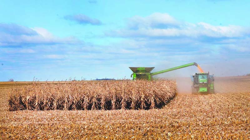 México romperá récord en importaciones de maíz; USDA alerta por caída de la producción nacional