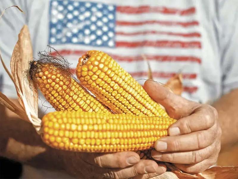 México romperá récord en importaciones de maíz; USDA alerta por caída de la producción nacional
