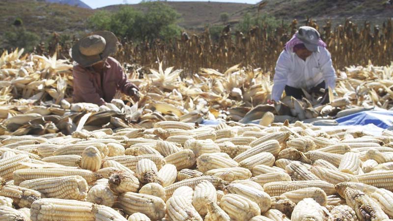 México romperá récord en importaciones de maíz; USDA alerta por caída de la producción nacional