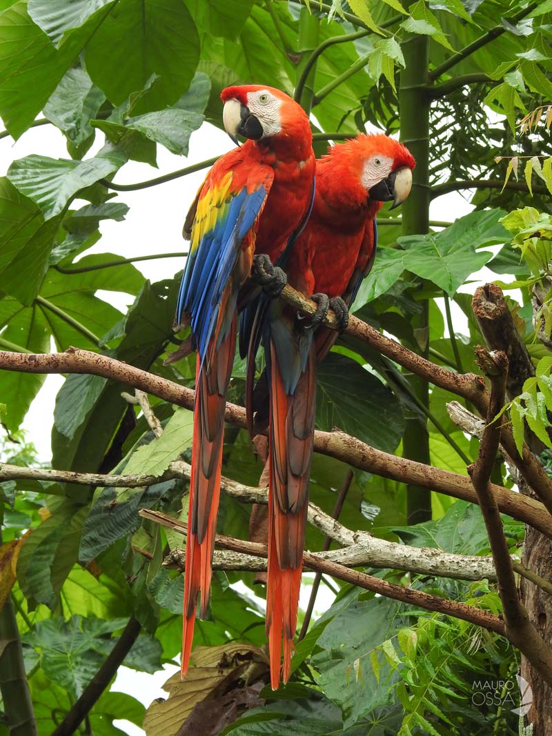 Nahá, Chiapas: el paraíso escondido de la Selva Lacandona donde la naturaleza y la cultura maya permanecen intactas