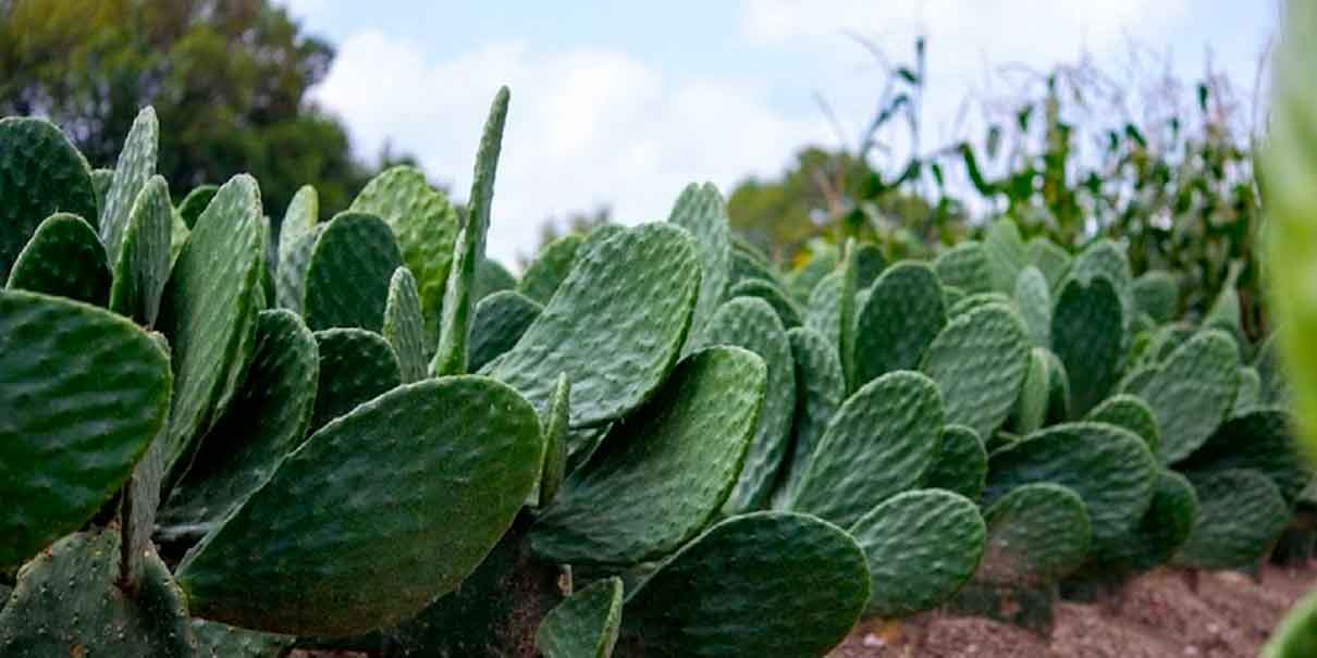 nopal
