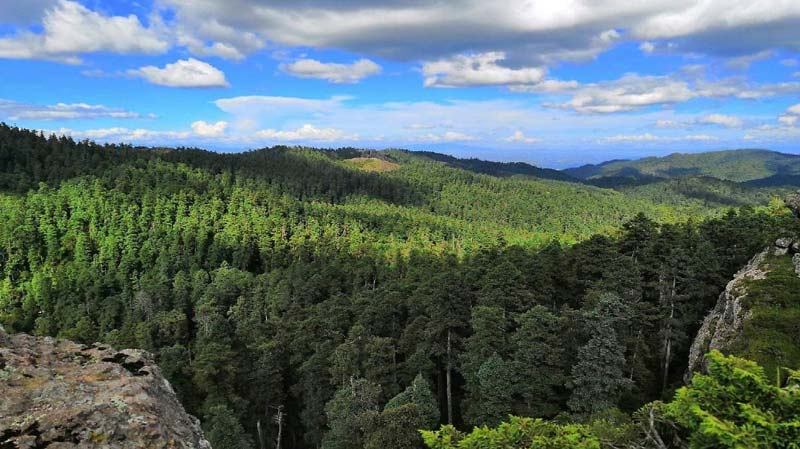 El oyamel domina buena parte del paisaje.