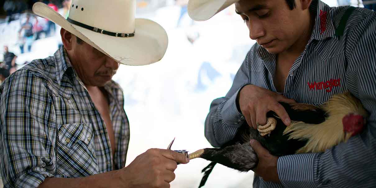 Jaripeo