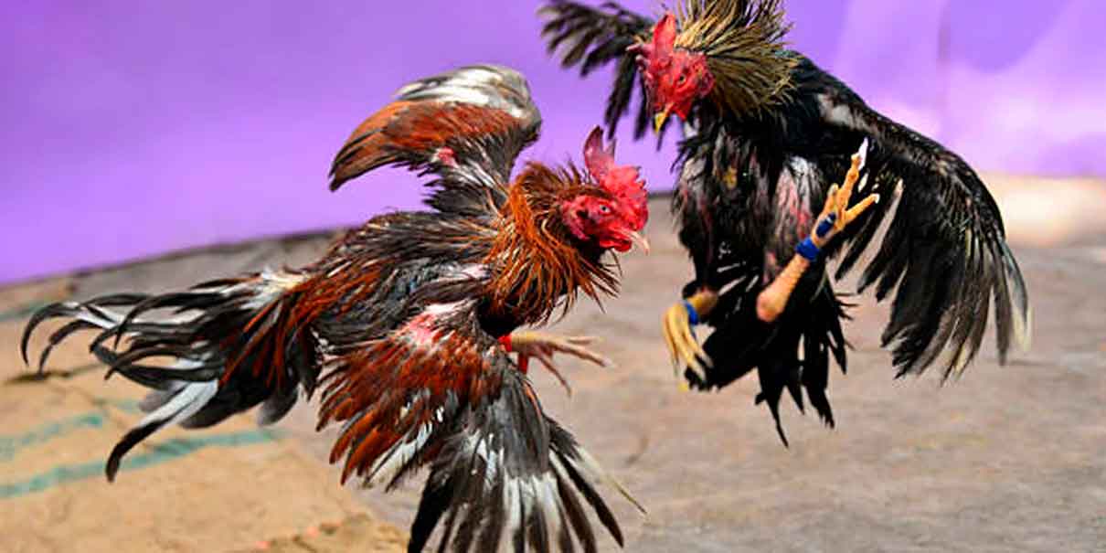 Pelea de gallos