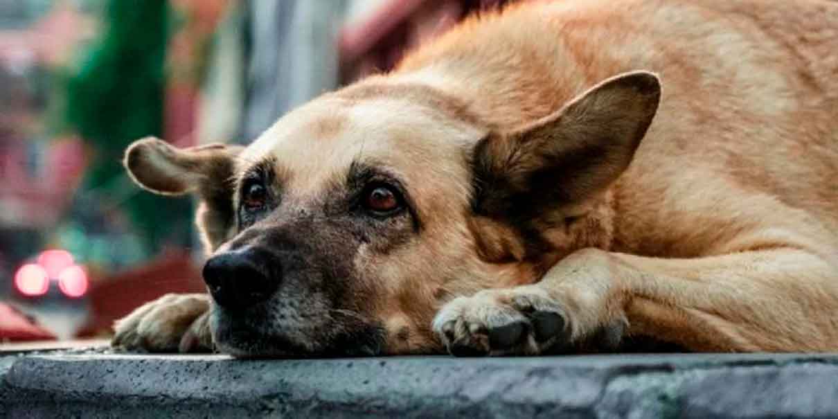 perrito envenenado