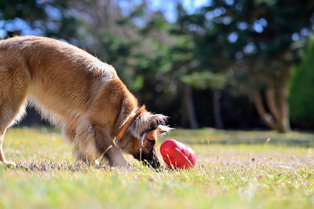 Jugar con tu mascota reduce el estrés