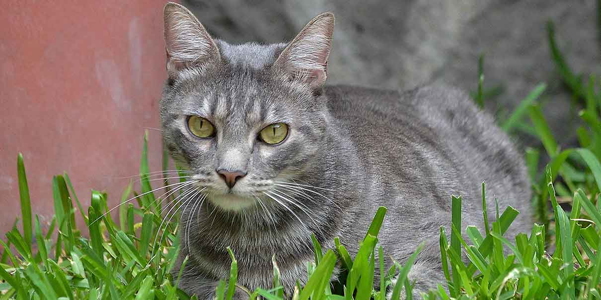 gato